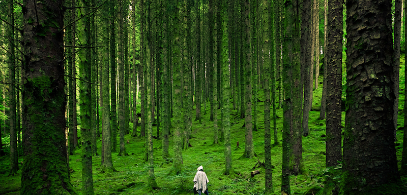 Viele Bäume im Wald